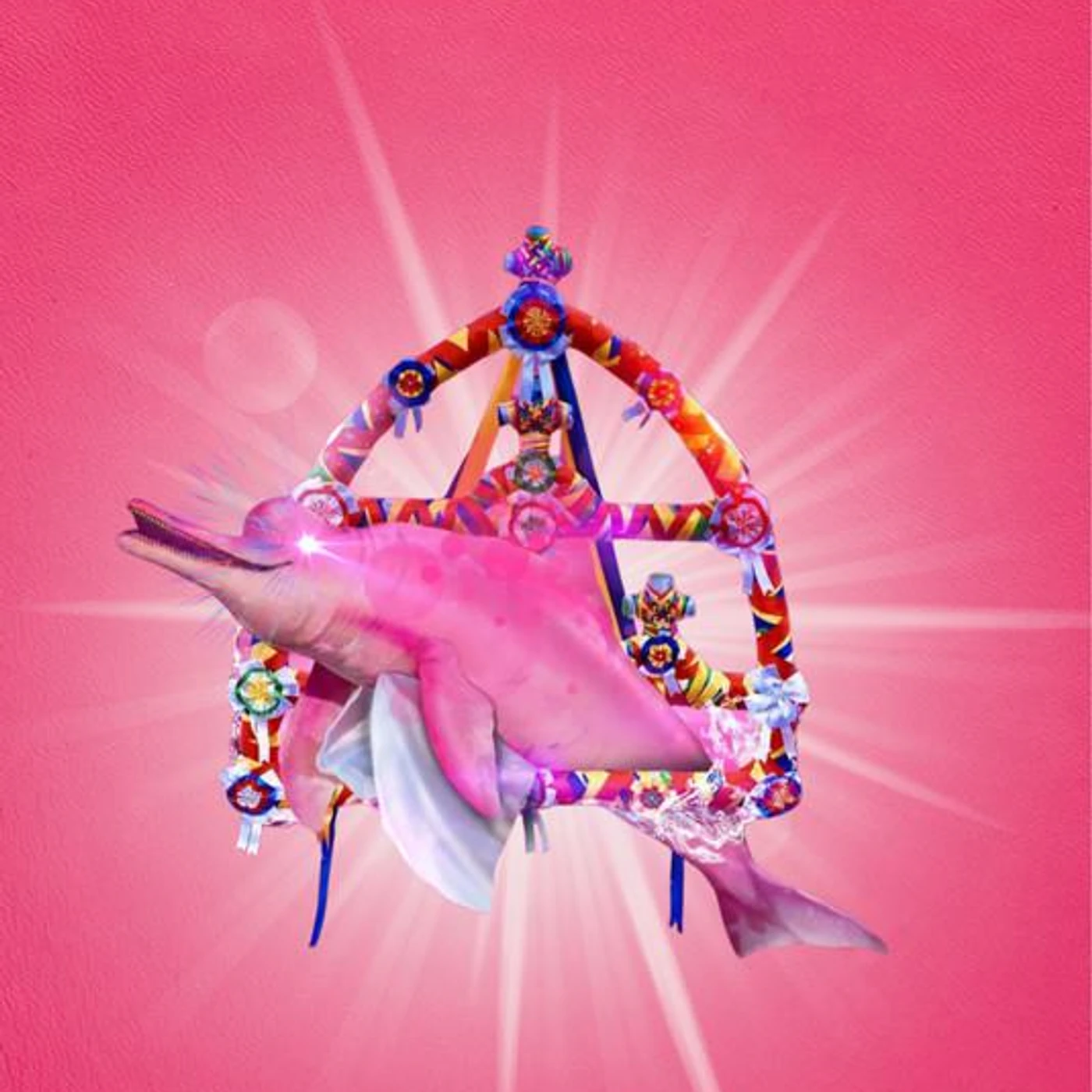 Boto Cor de Rosa