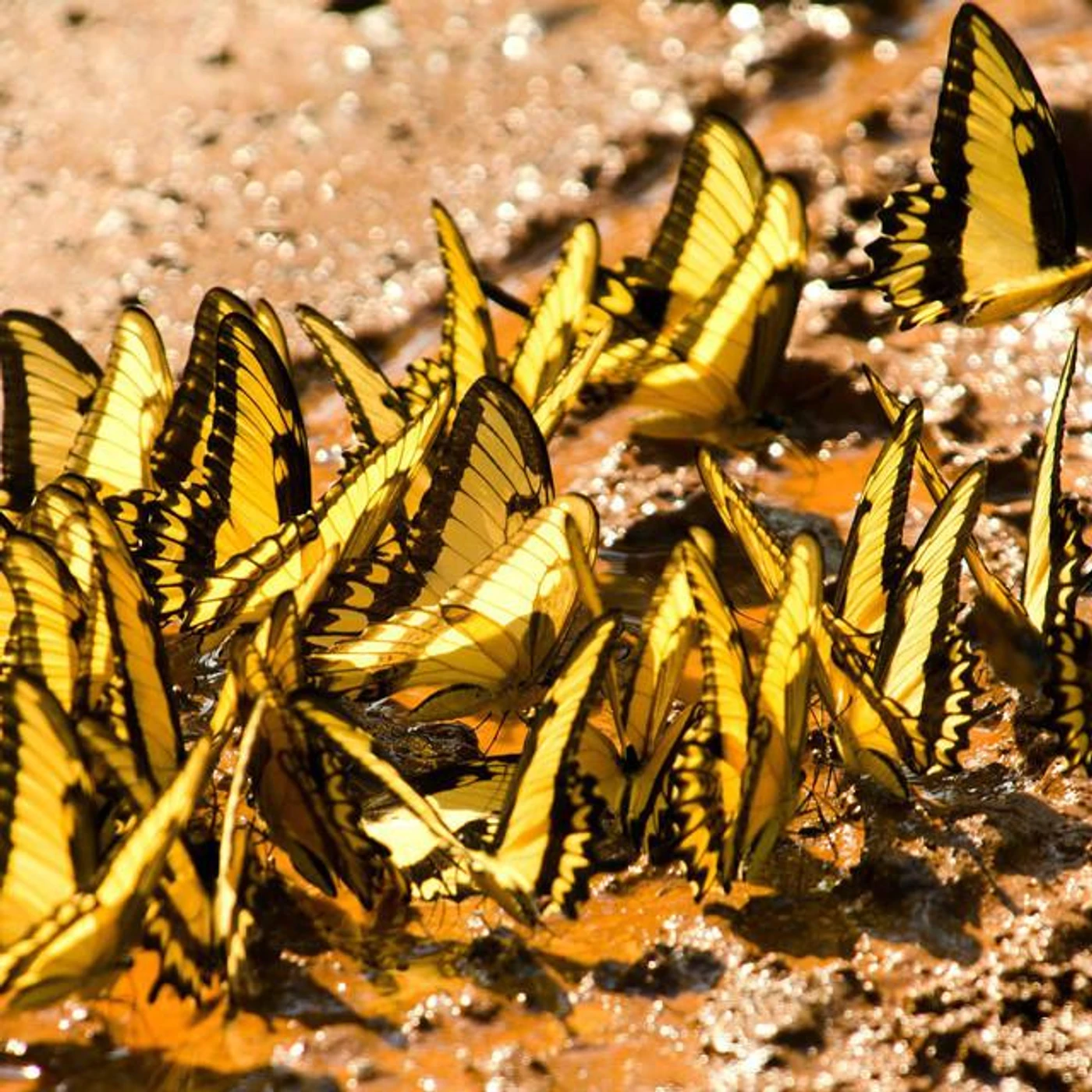 Butterfly Brand Page