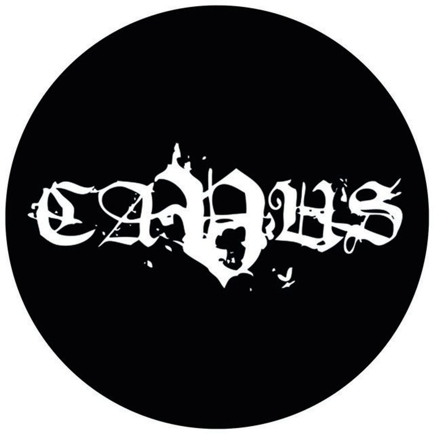 Cavus