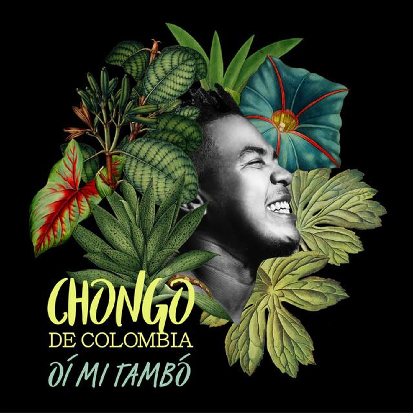 Chongo de Colombia