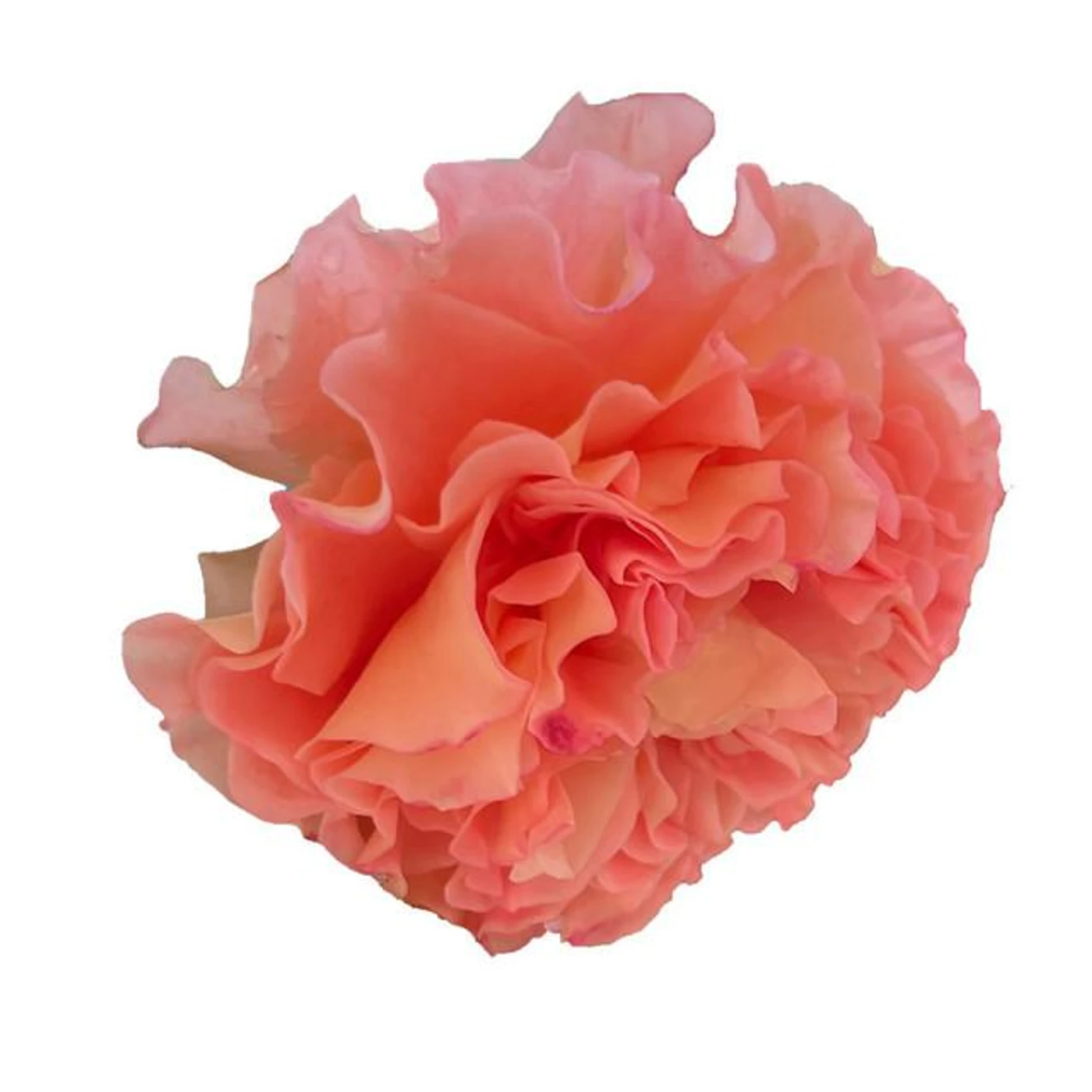 Conic Rose Brand Page
