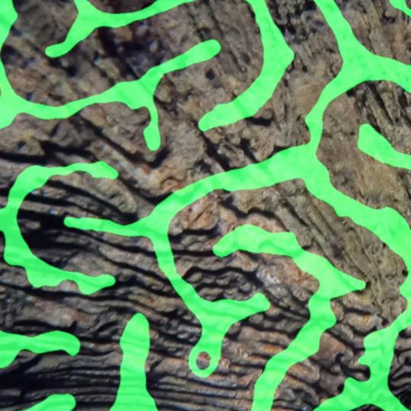 Coral Morphologic Brand Page