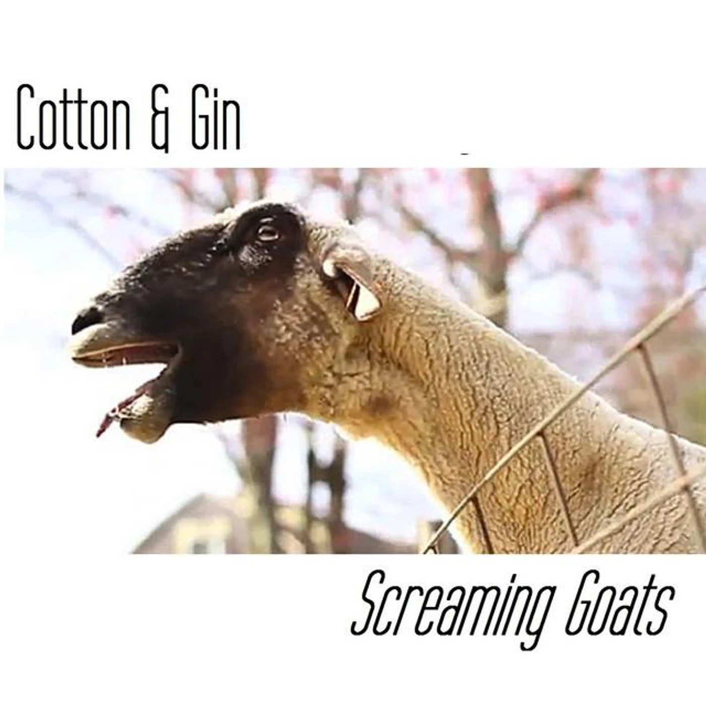 Cotton & Gin Brand Page