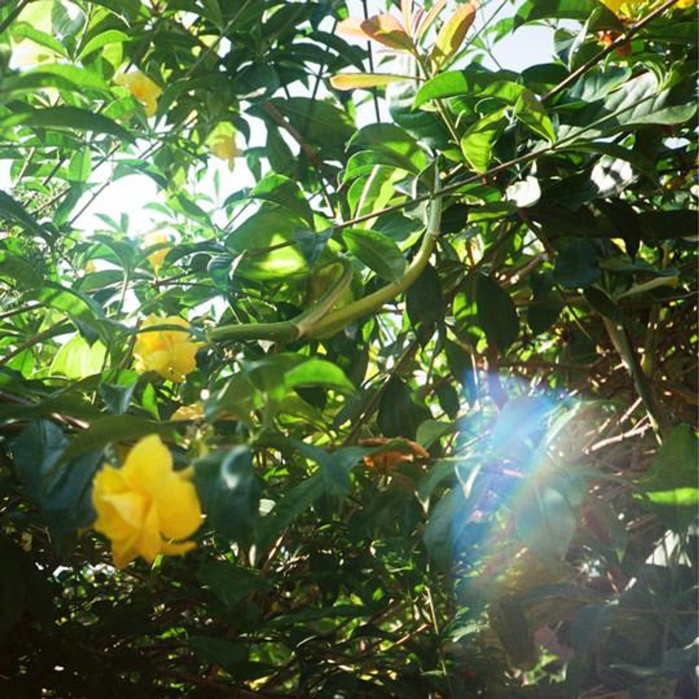 DAE DREEM Brand Page