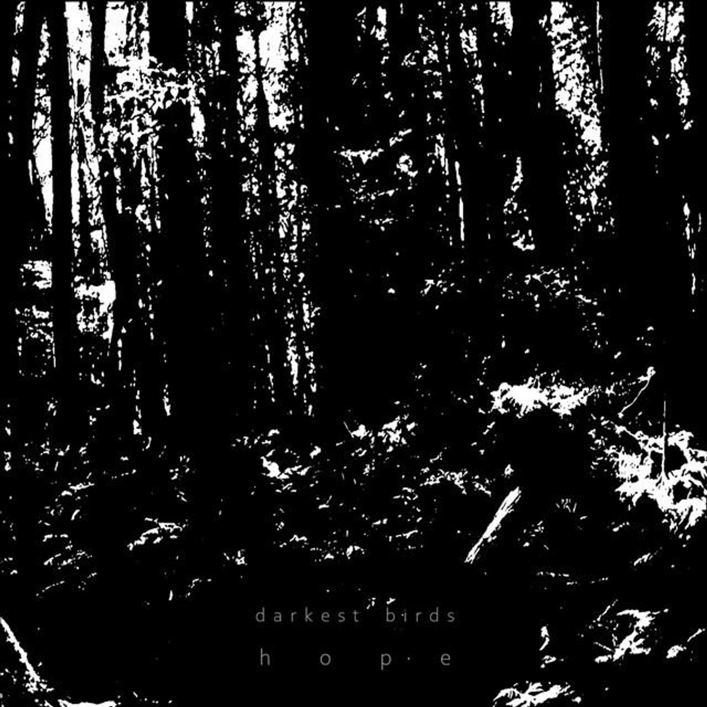 darkest birds Brand Page