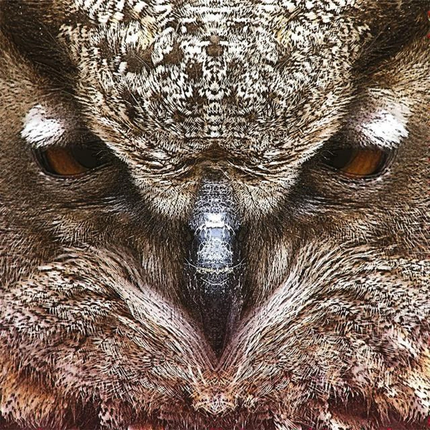 Dirty Owl Brand Page