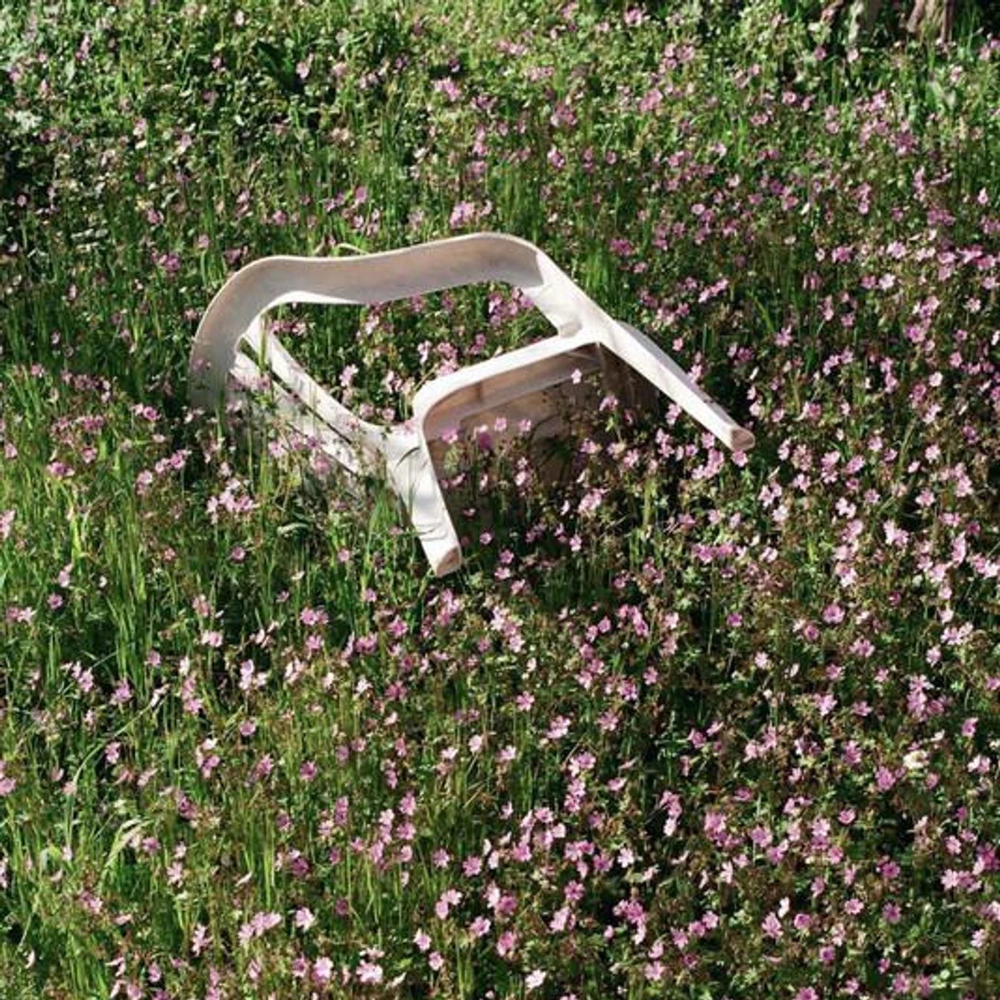 Dog Mountain Brand Page