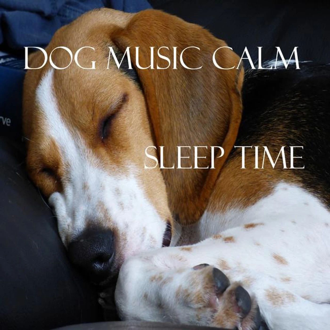 Dog Music Calm