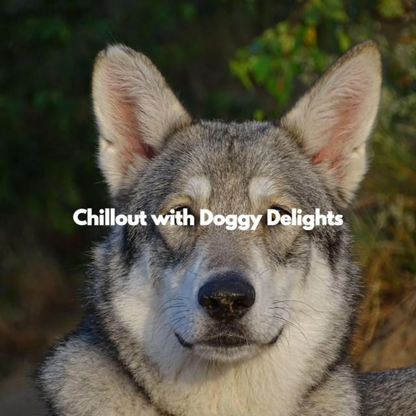 Dogs at Home