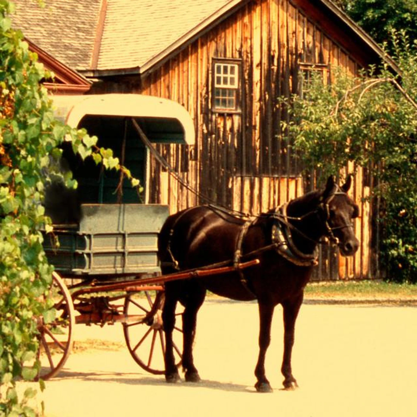 Duke Levine Brand Page