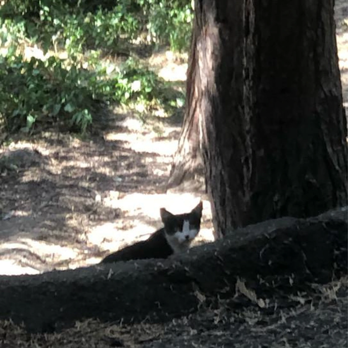 eightiesheadachetape