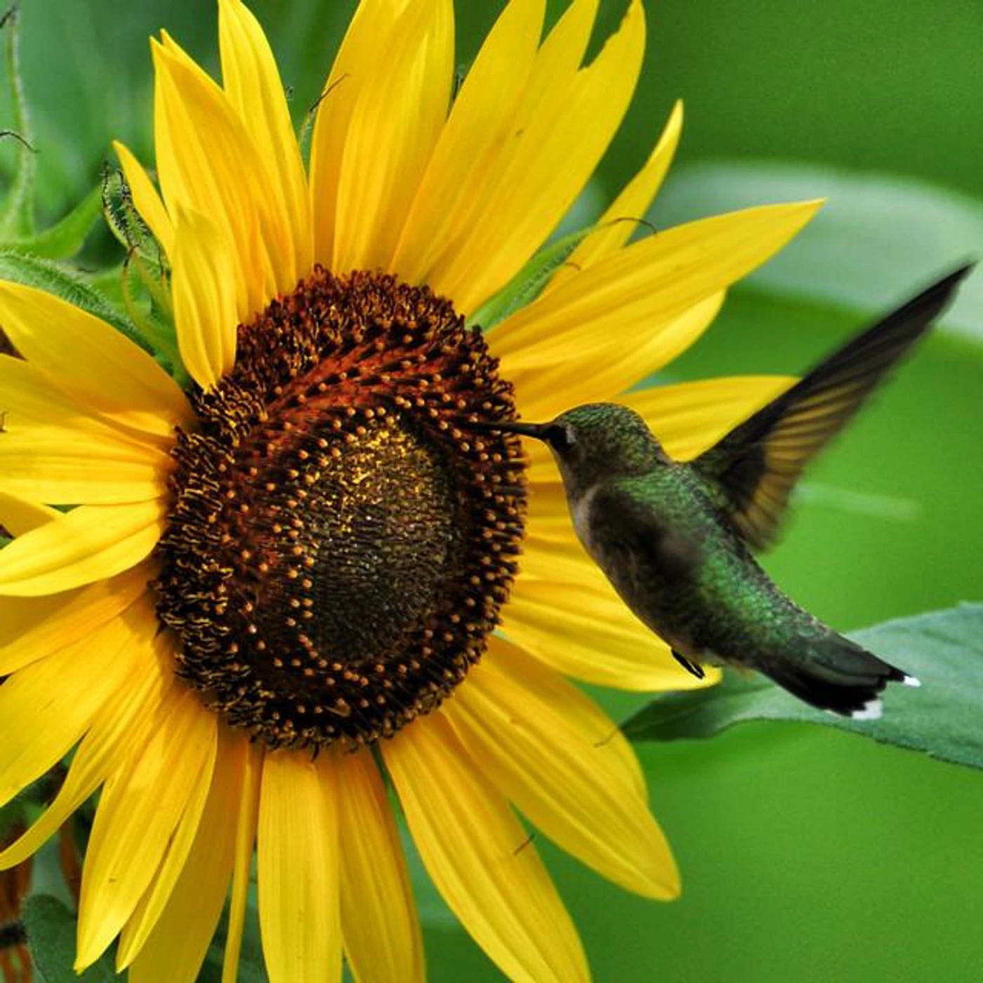 Fernando Beltran Brand Page