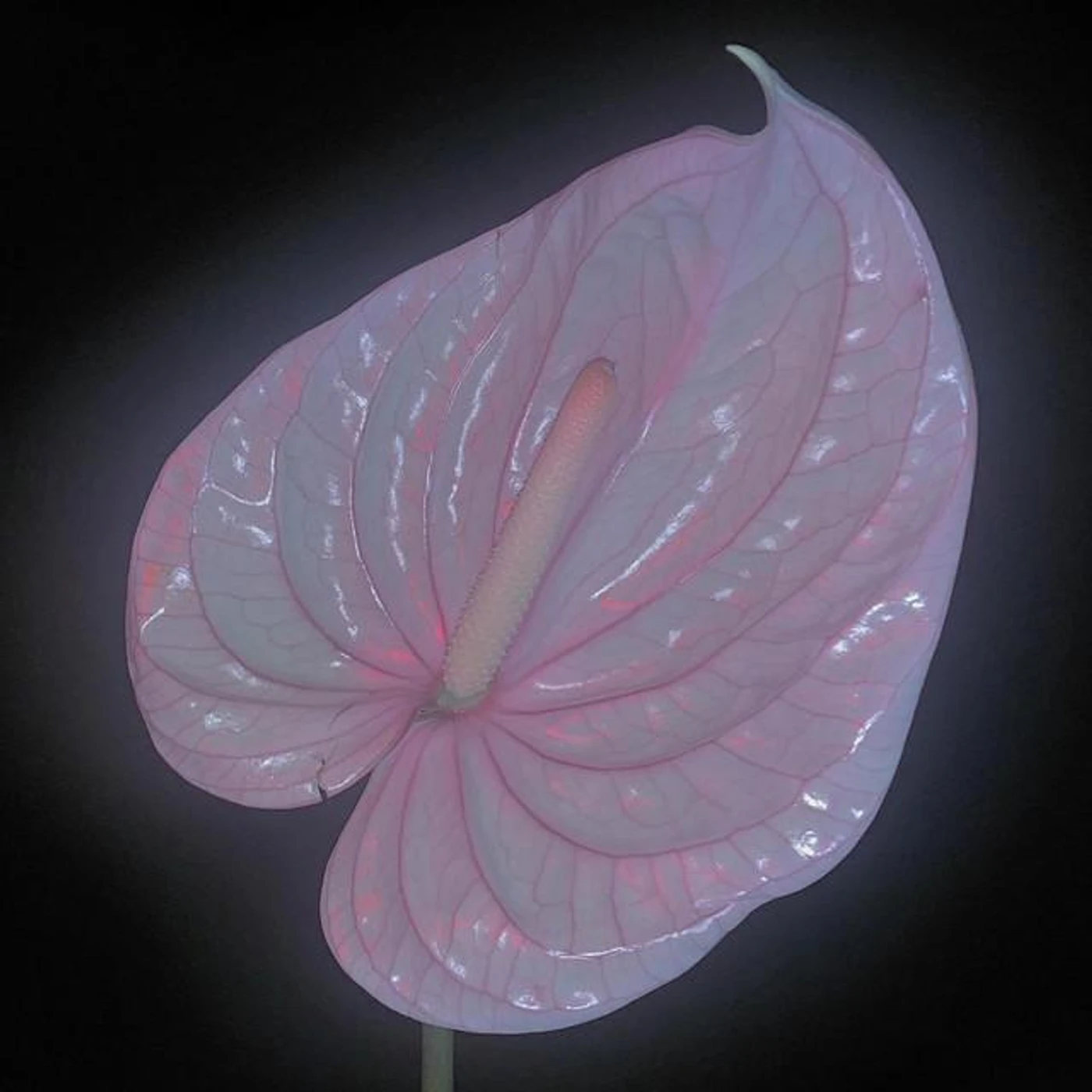 Flora Yin-Wong Brand Page