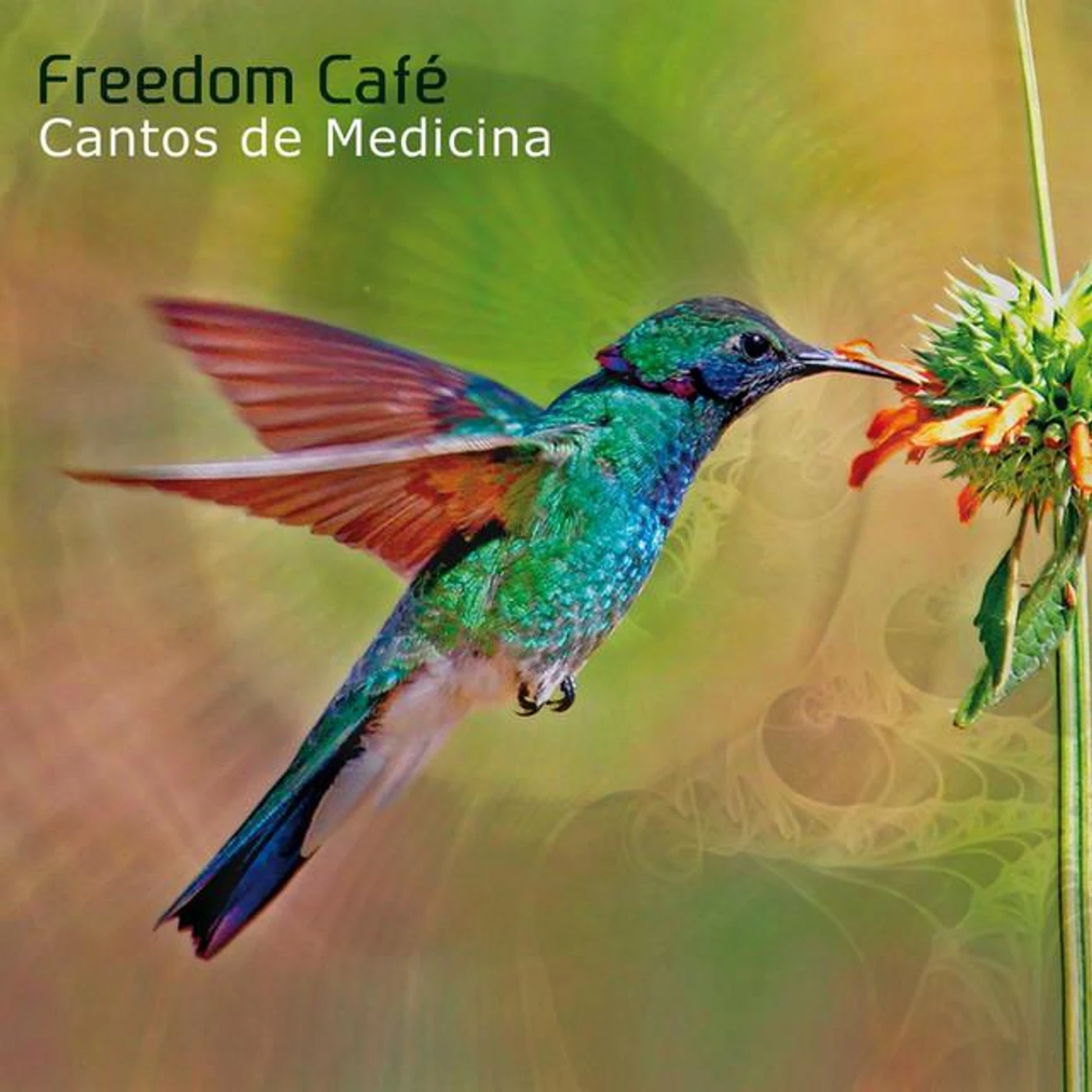 Freedom Café Brand Page