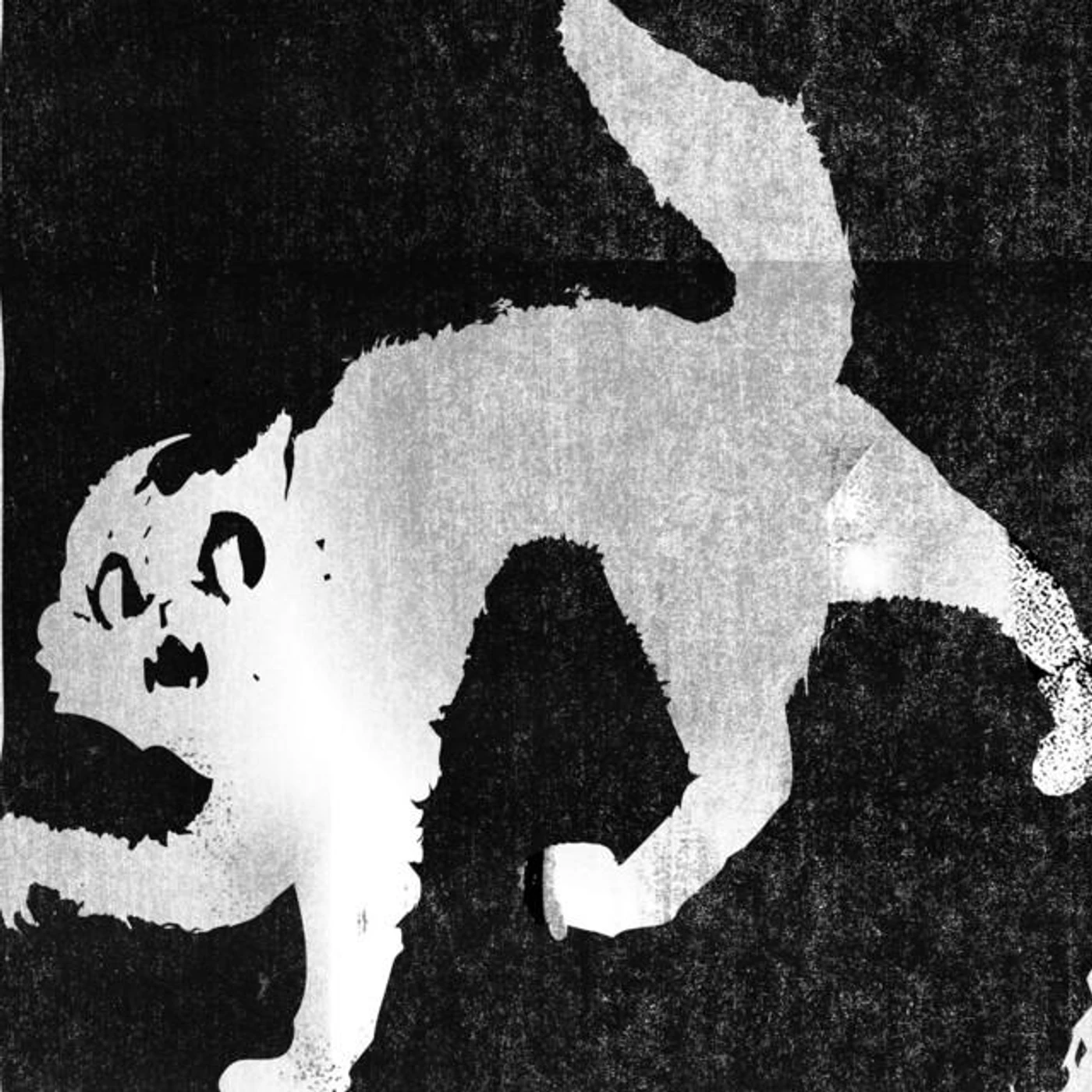 Gatto Black Brand Page