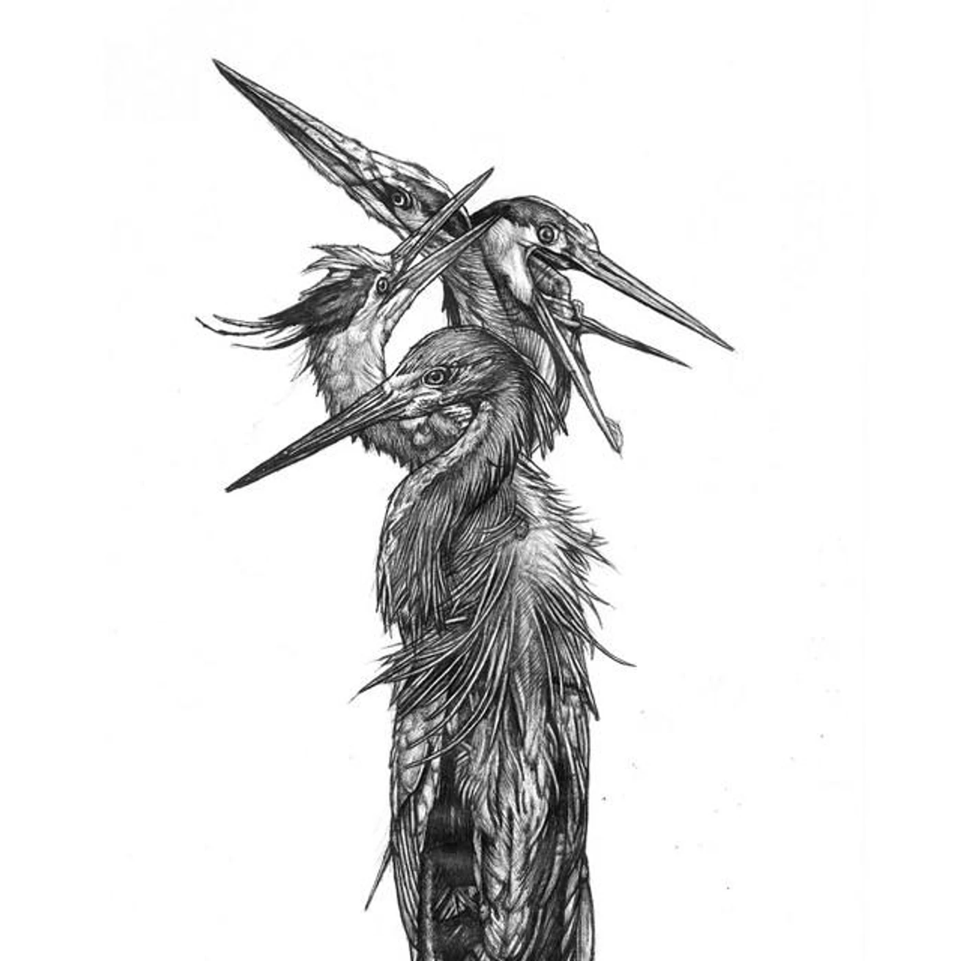 Grand Blue Heron