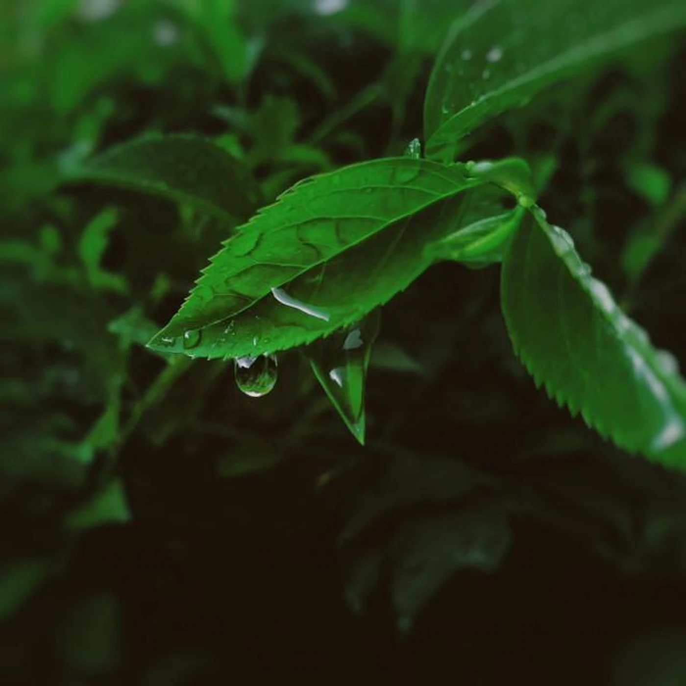 Green Flows
