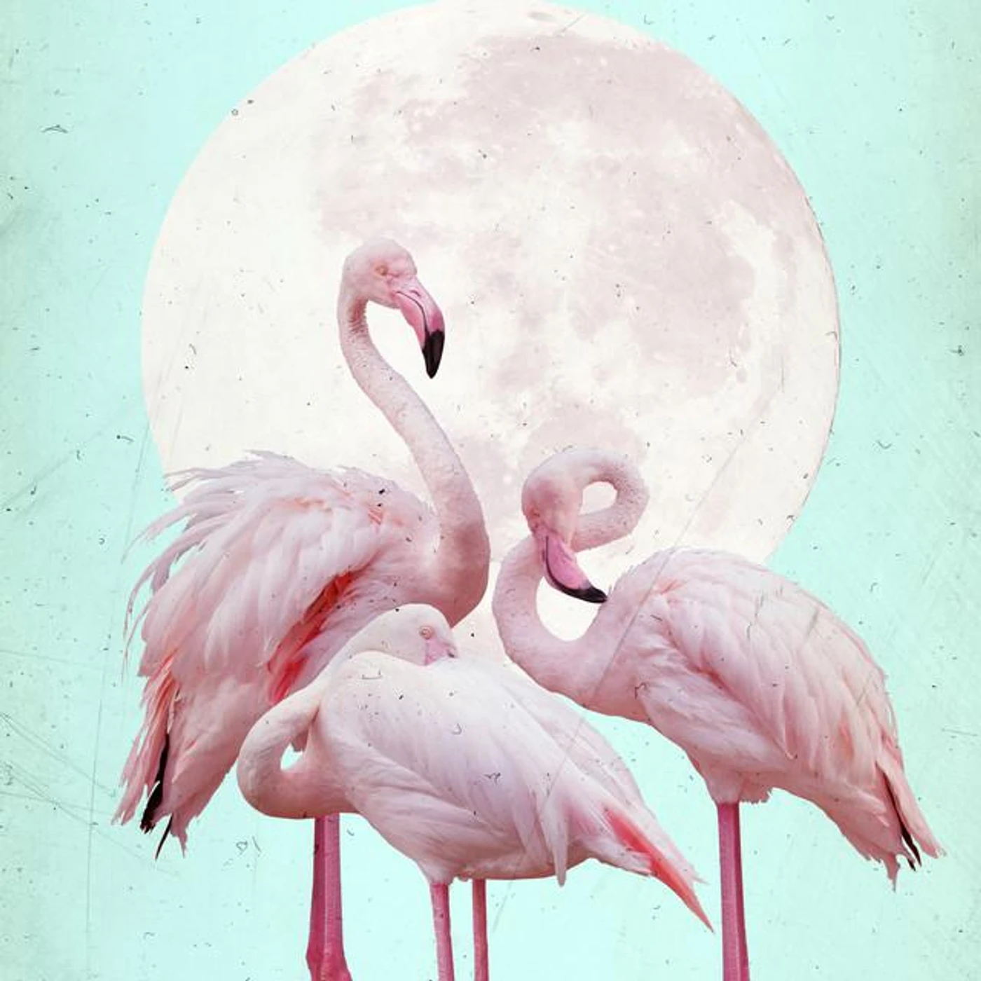 Kacey View Brand Page