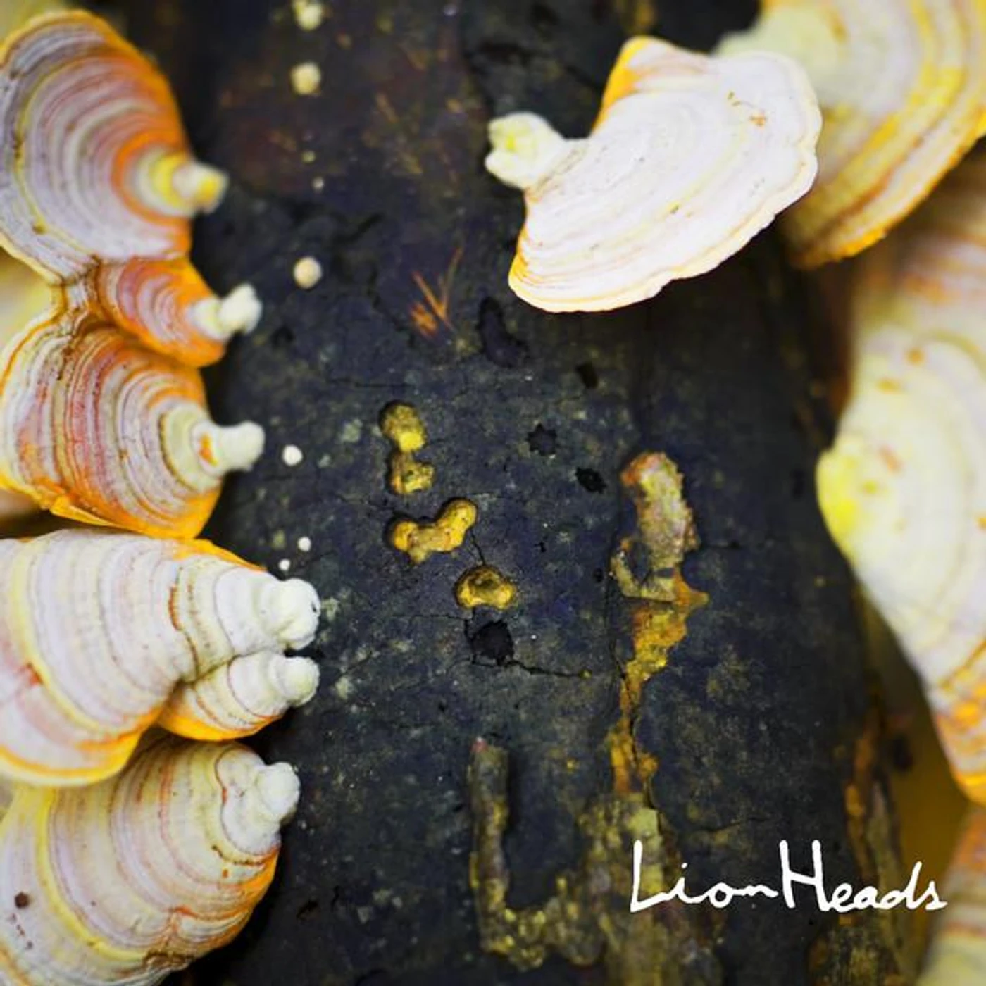 Lion Heads Brand Page