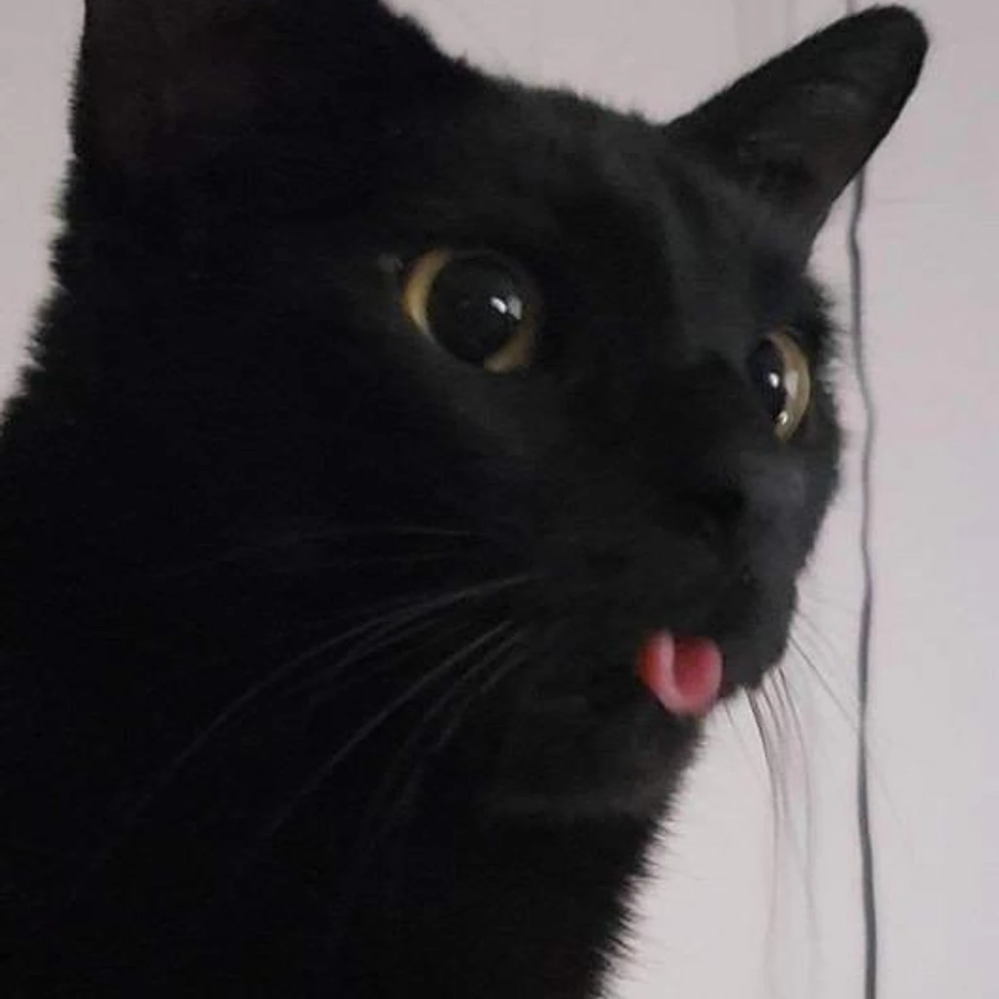 Lil Bersa Brand Page