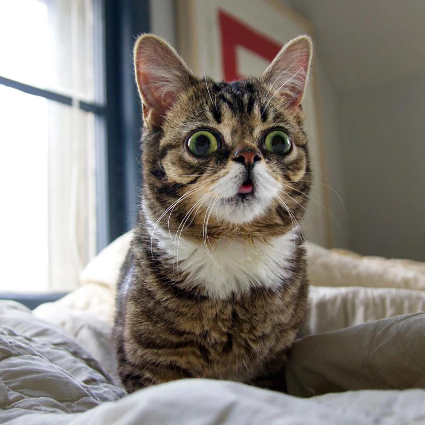 Lil Bub Brand Page