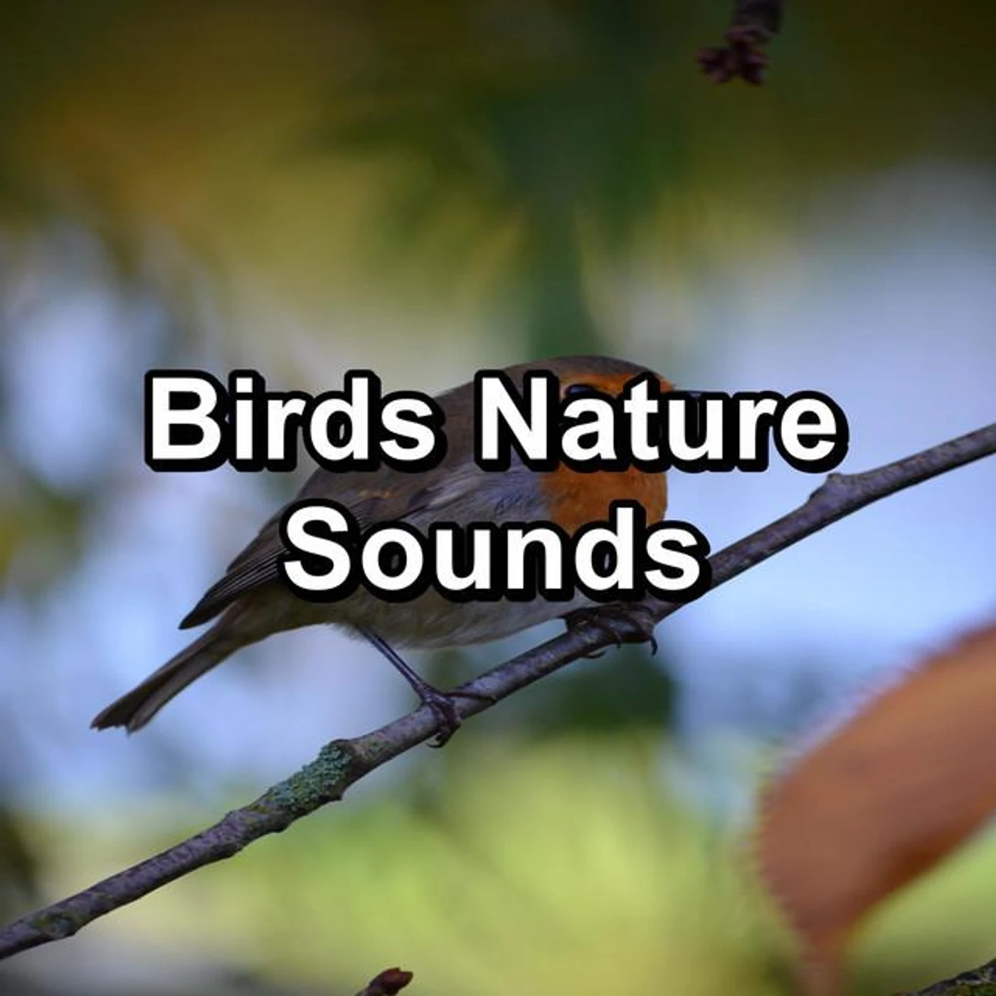Loopable Birds Brand Page