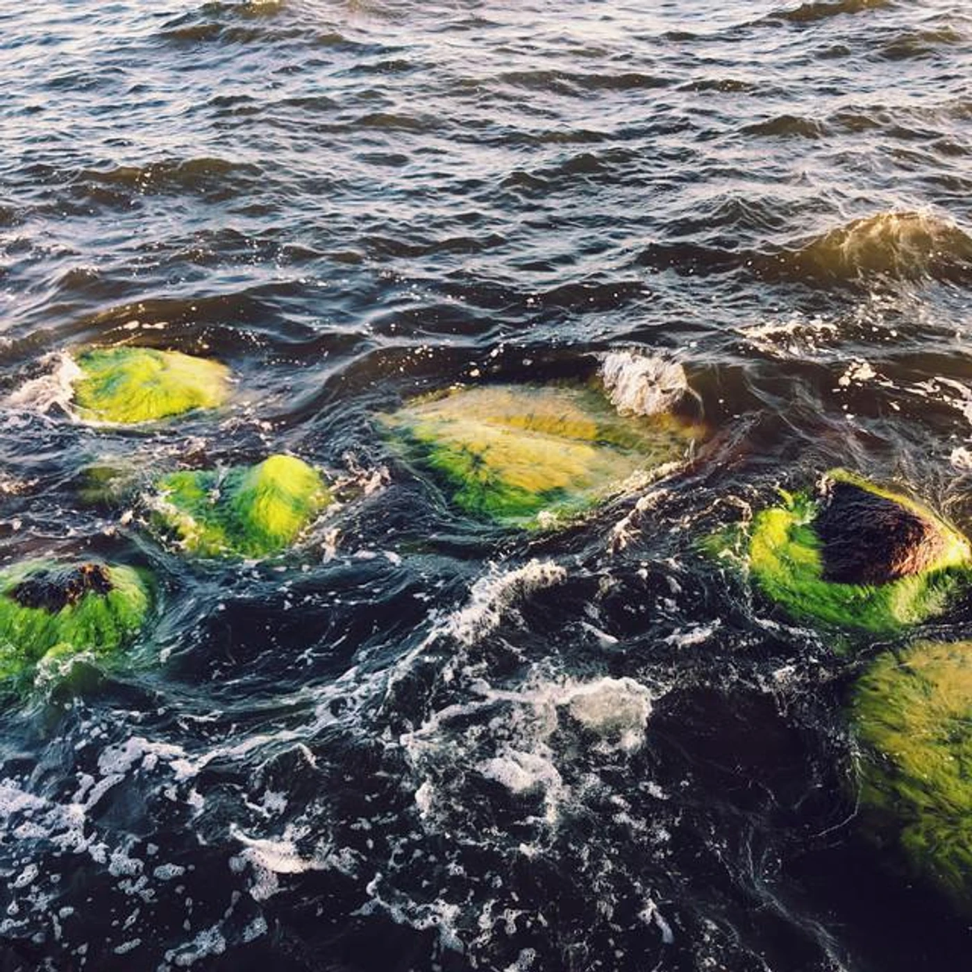 Louise Rosen Brand Page