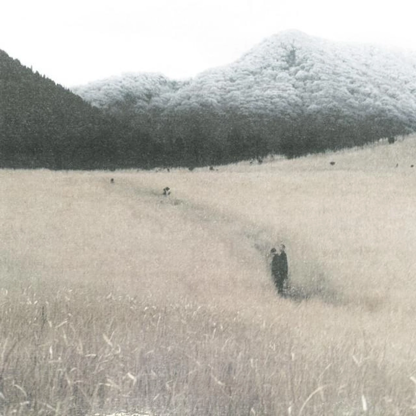 Meadow Brand Page