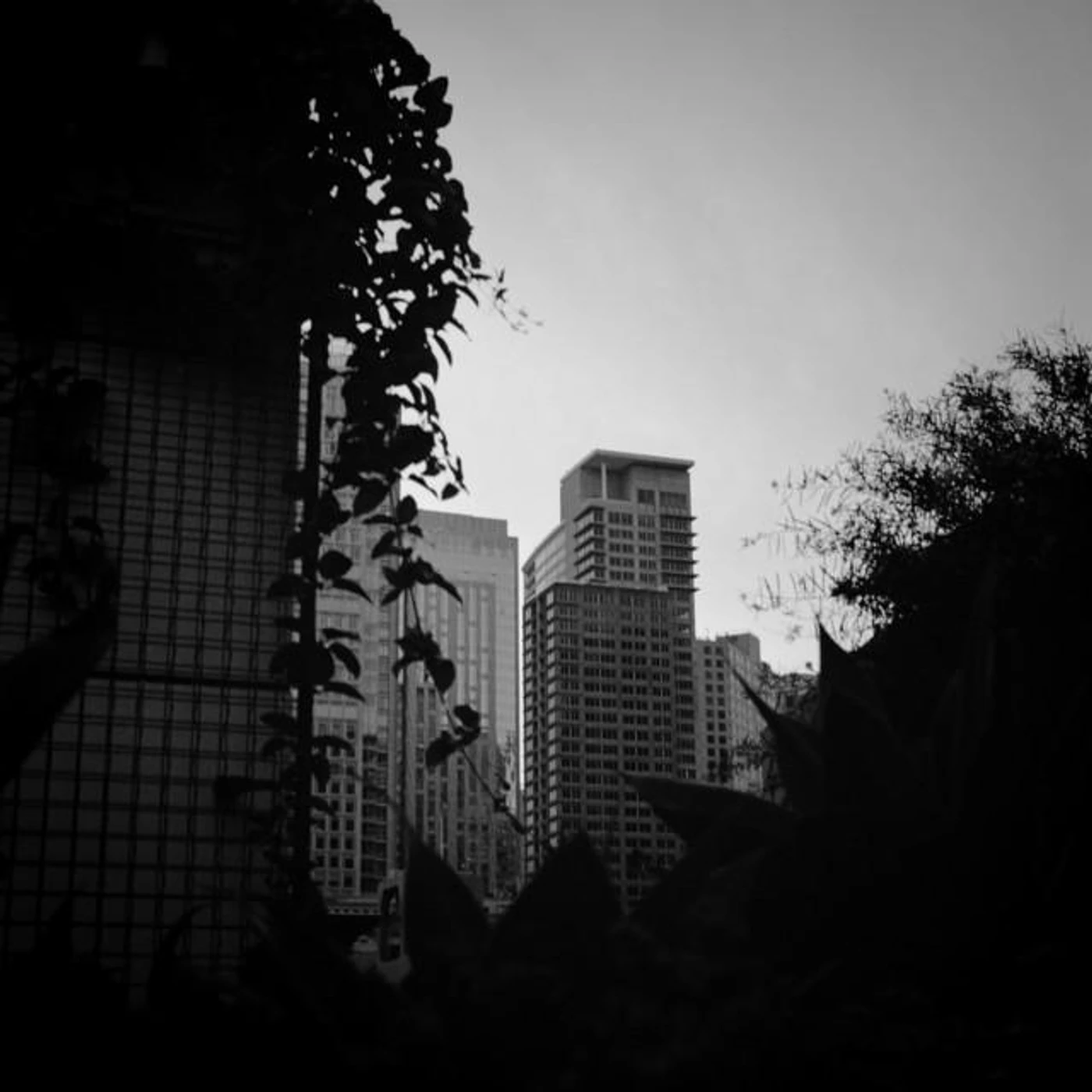 Mulus