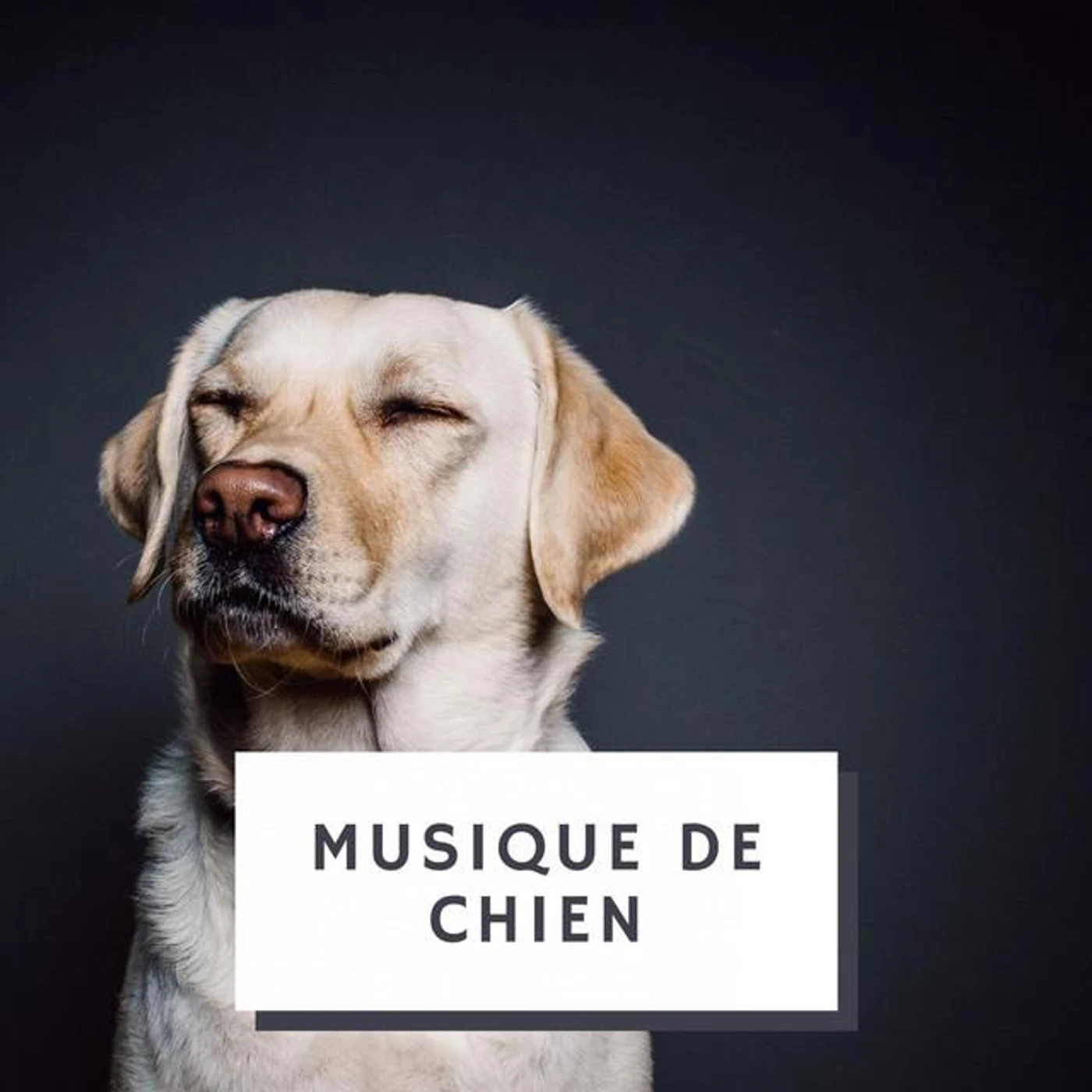 Musique De Chien Brand Page