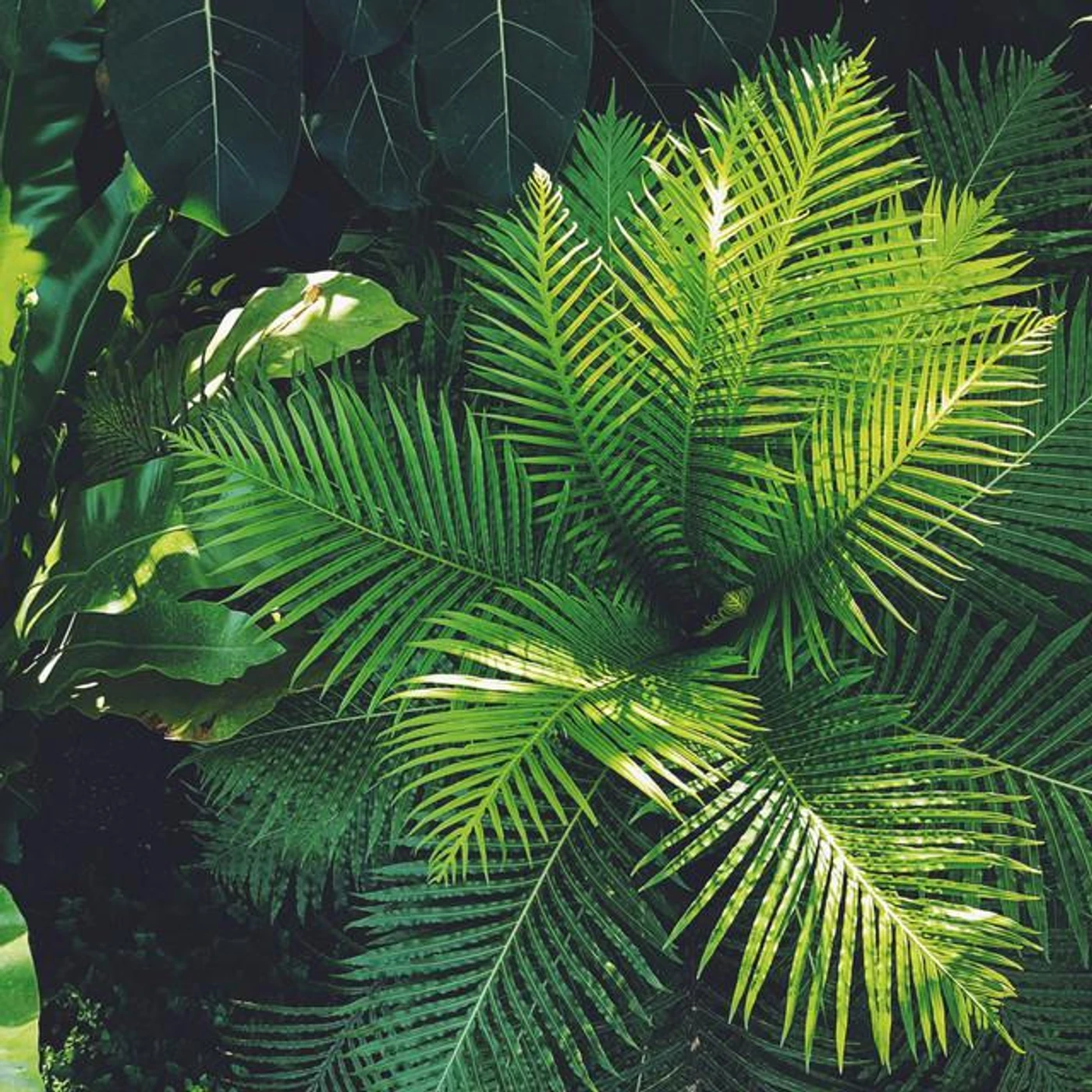 Organic Nature Sounds Brand Page