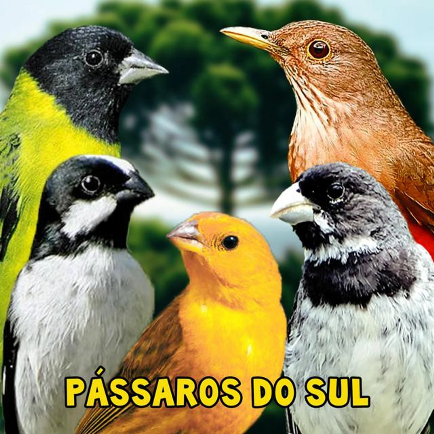P. Fabio Brand Page