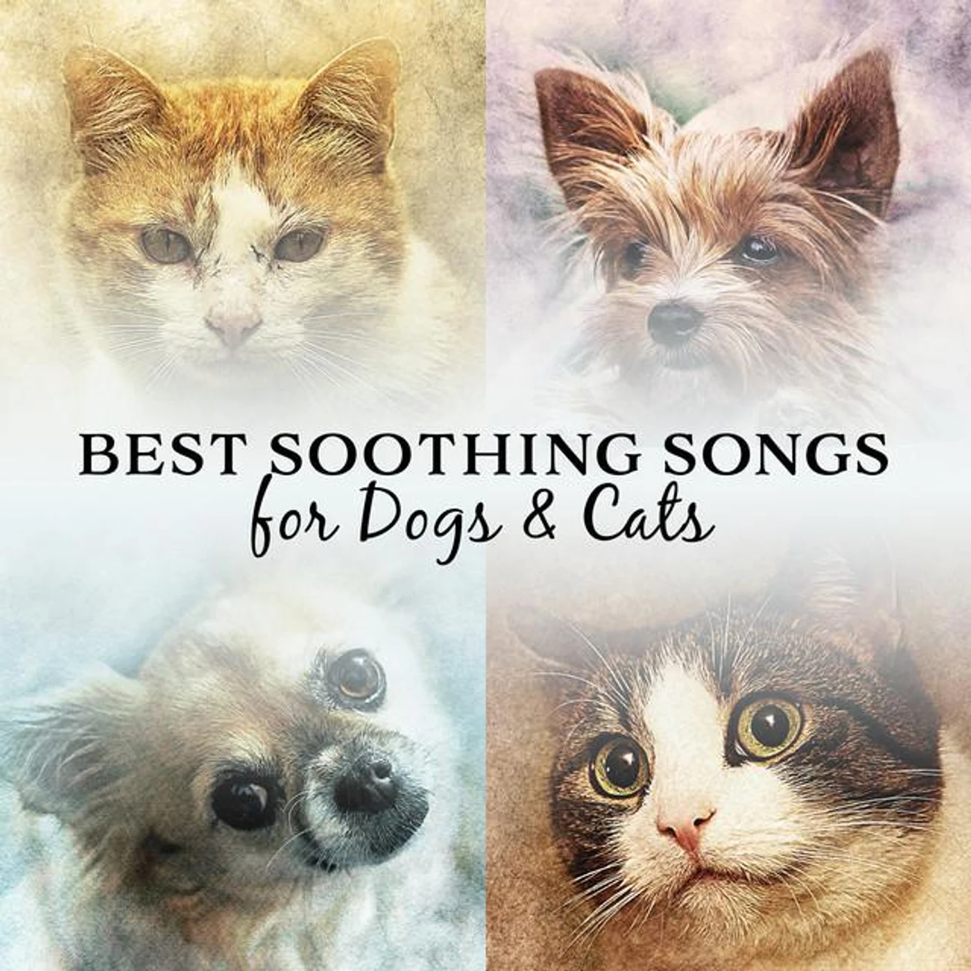 Pet Music Academy & Pet Care Club