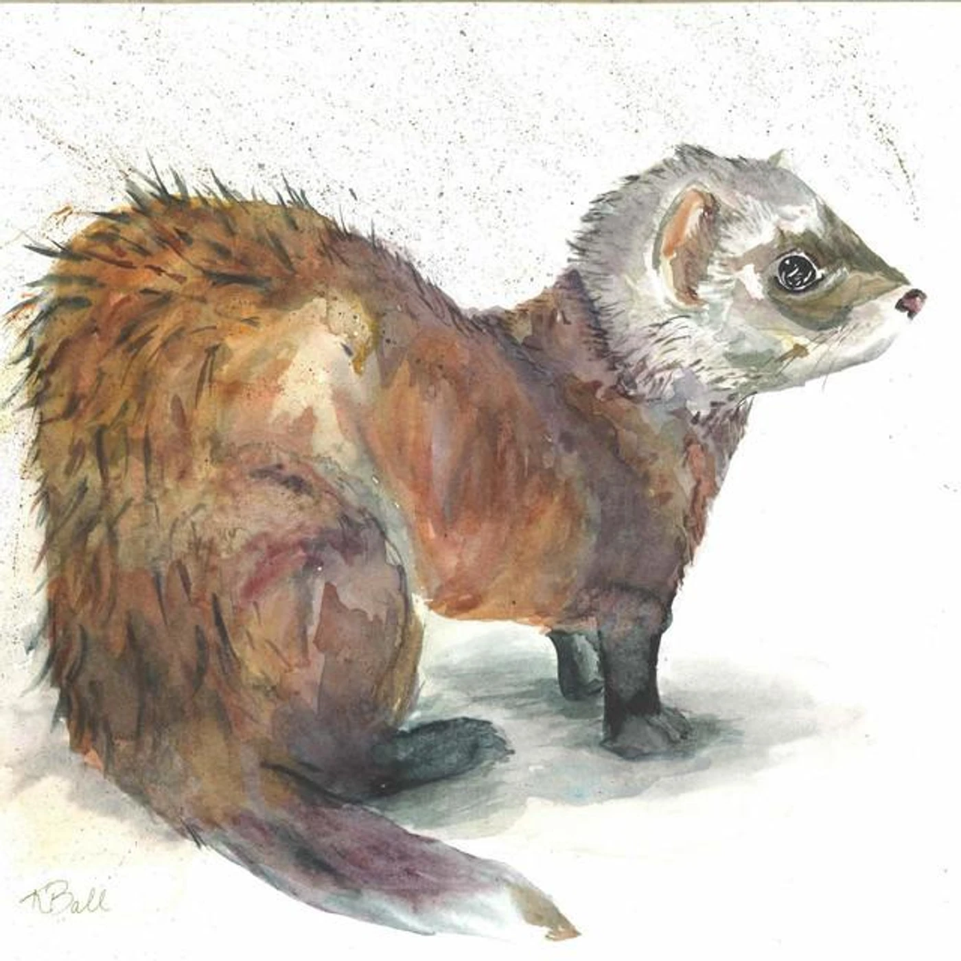 Polecat Brand Page