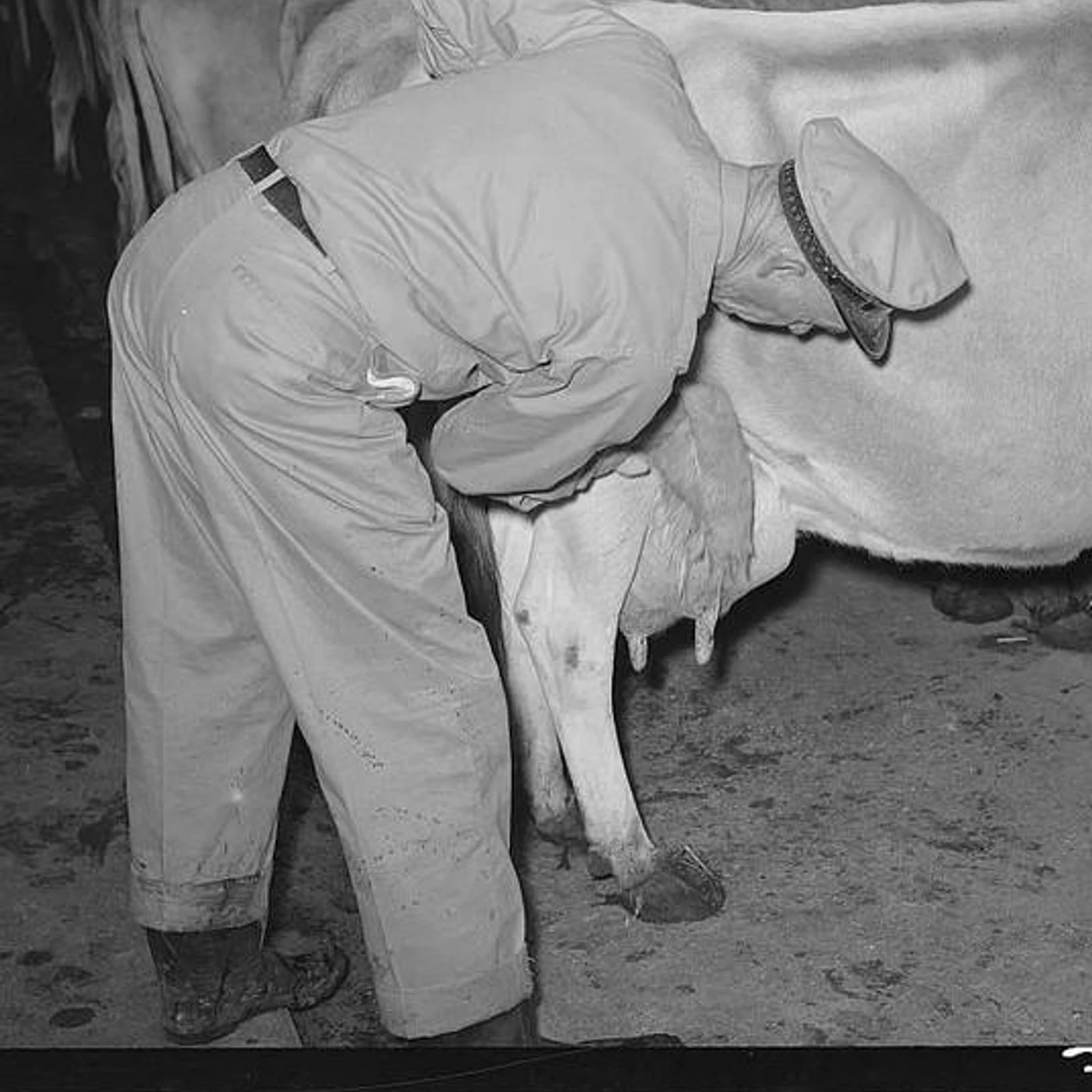 Rubber Udder Brand Page