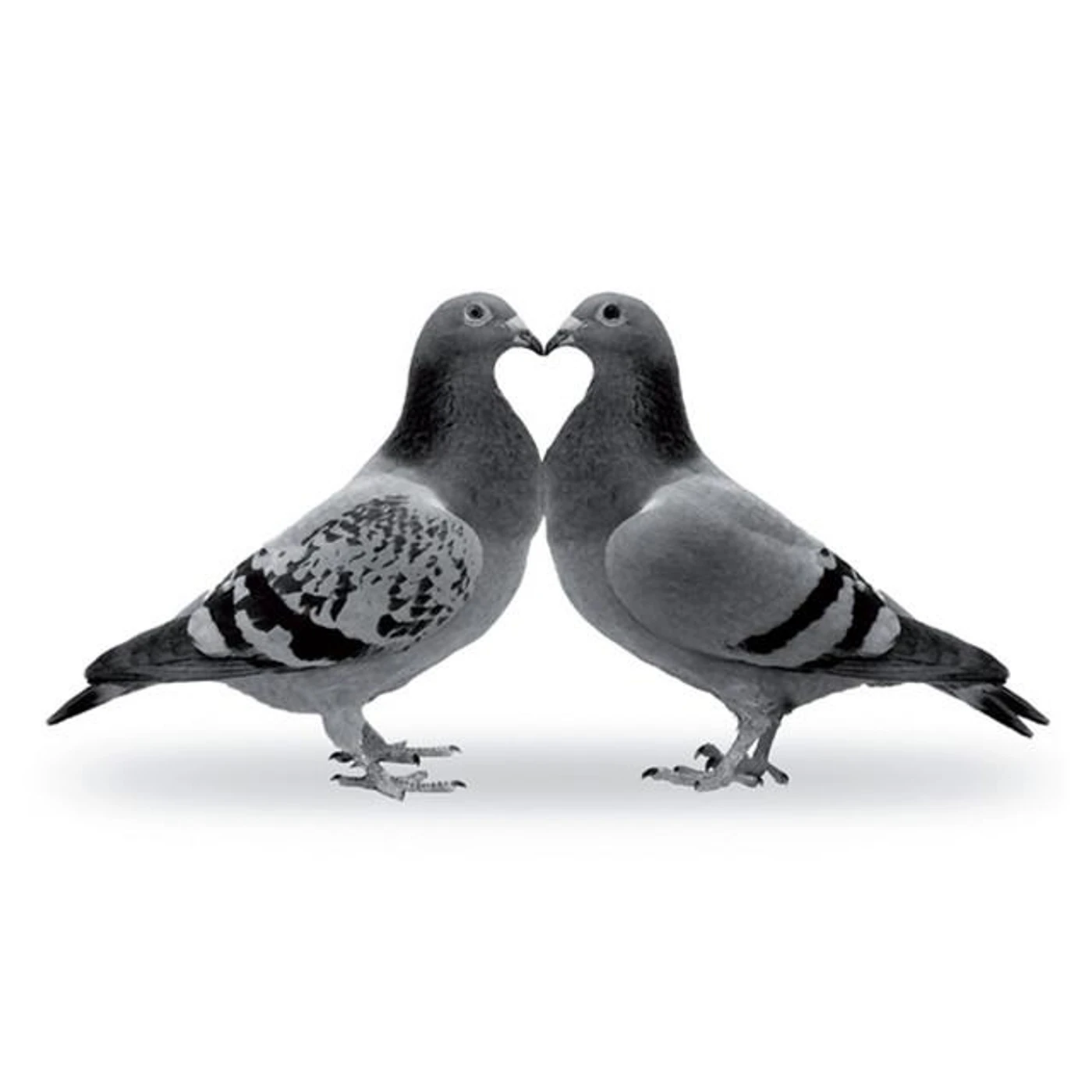 Shaderwan Code Brand Page