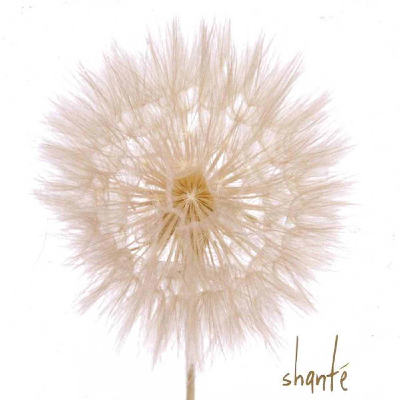 Shante Brand Page