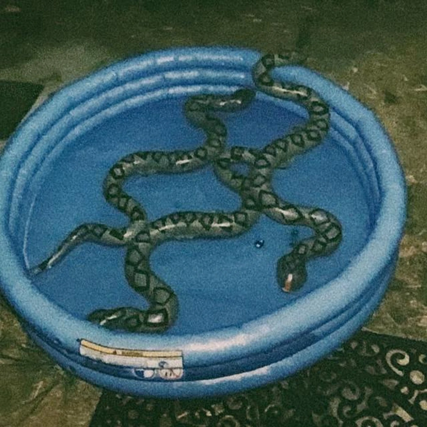 SNAKE POOL Brand Page