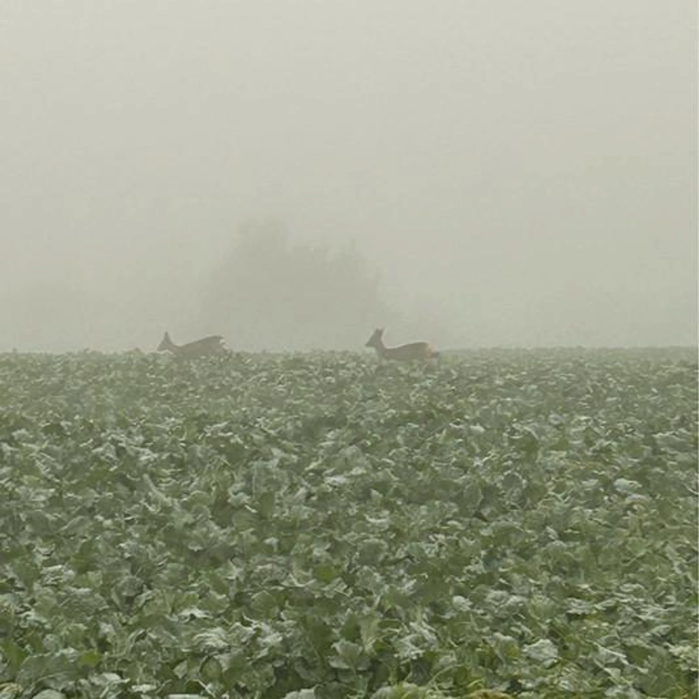 strangerperson Brand Page