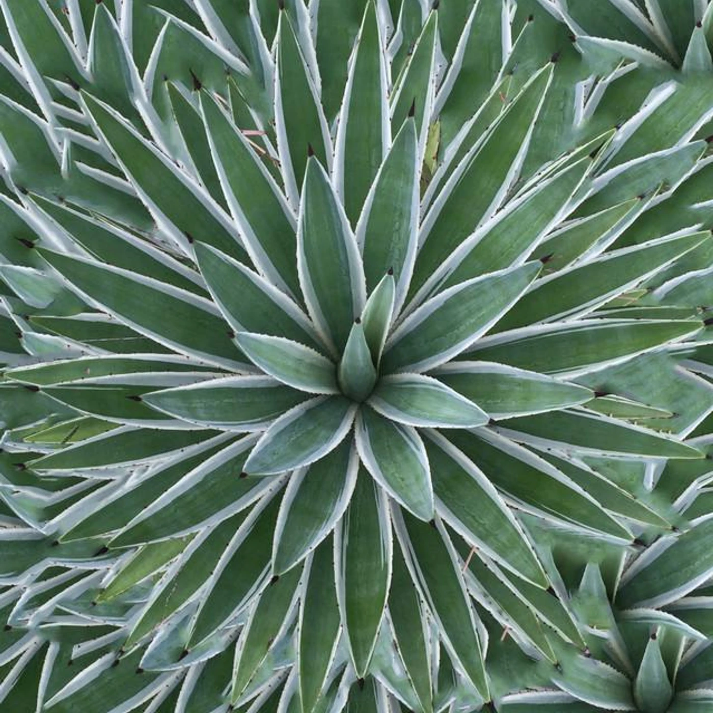 Natura Sabbia