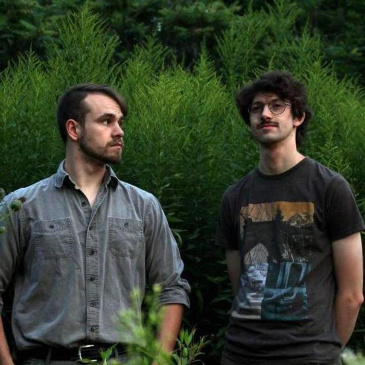 Cedar and Pine