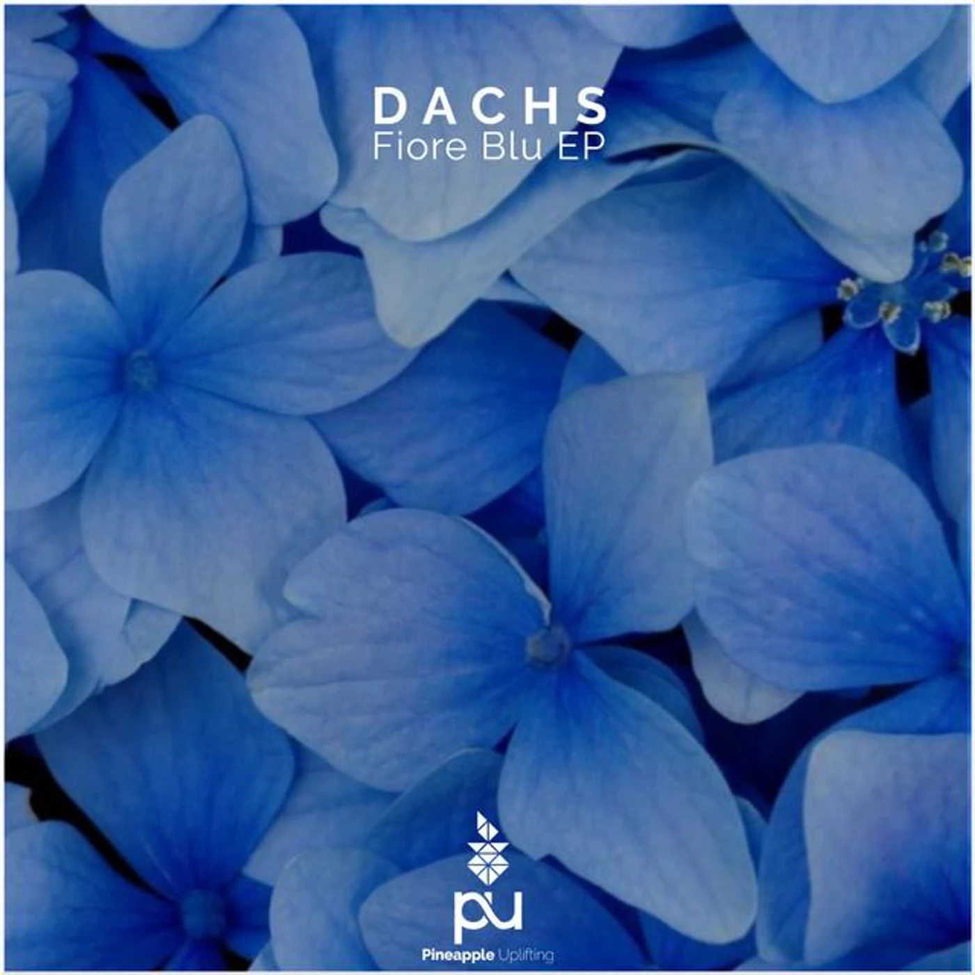 Dachs