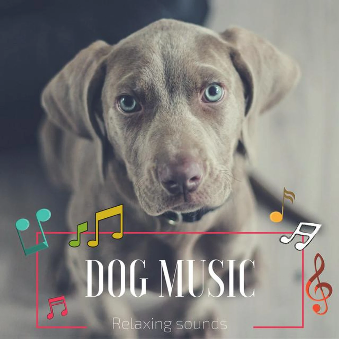 Dog Wellness