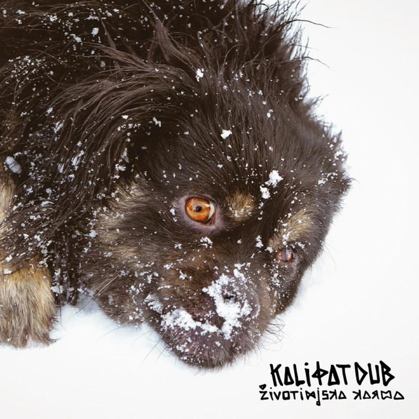 Kali Fat Dub