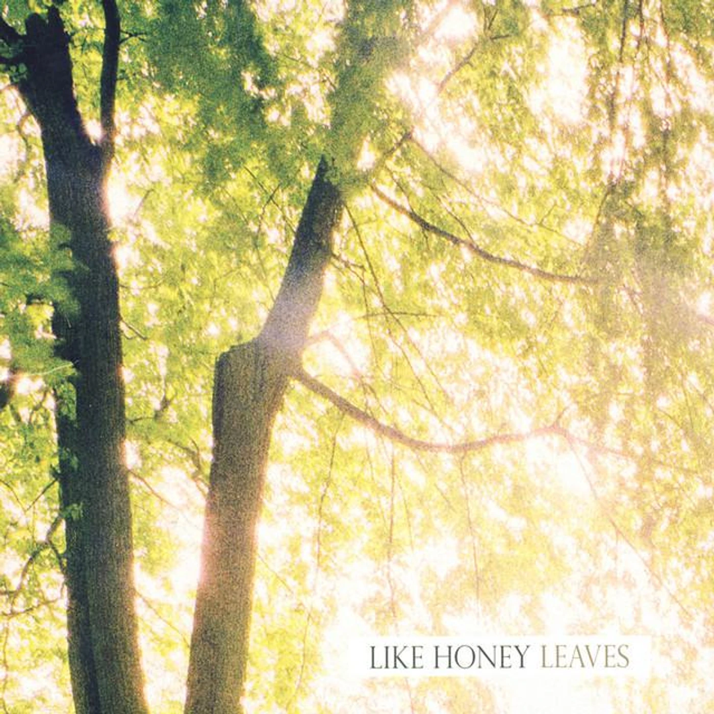 Like Honey Brand Page