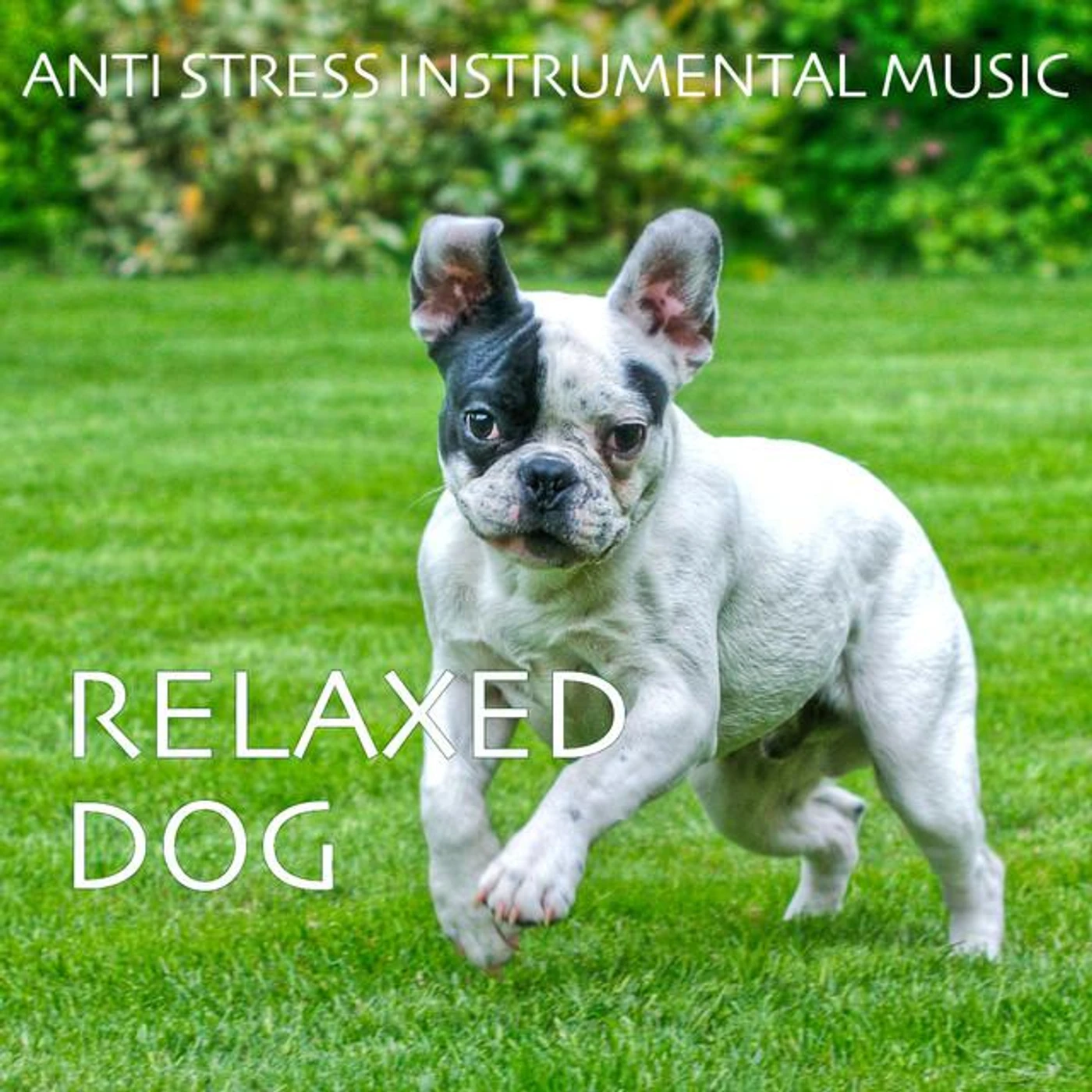 Relaxed Doggy