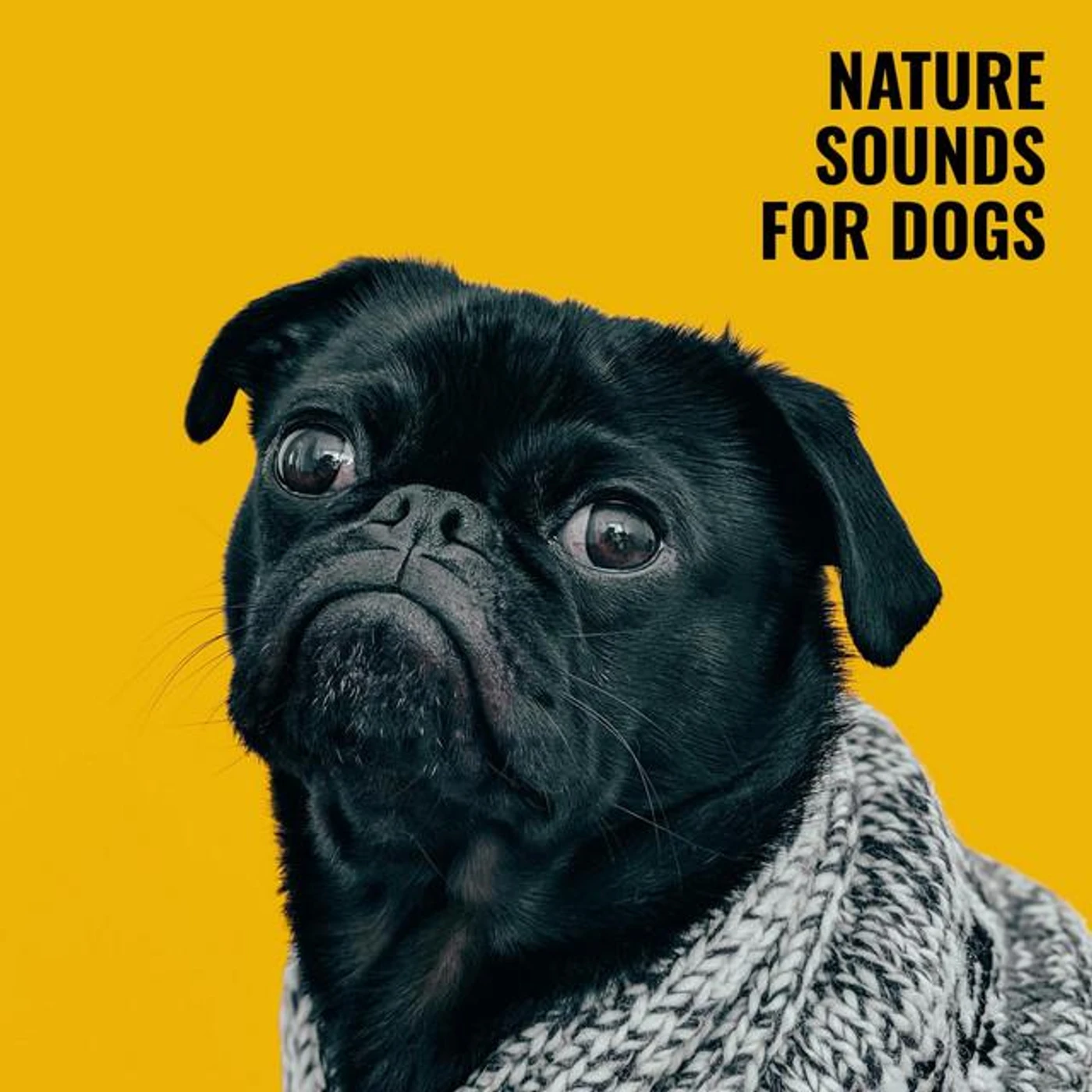 Tranquility and Relaxation for Dogs
