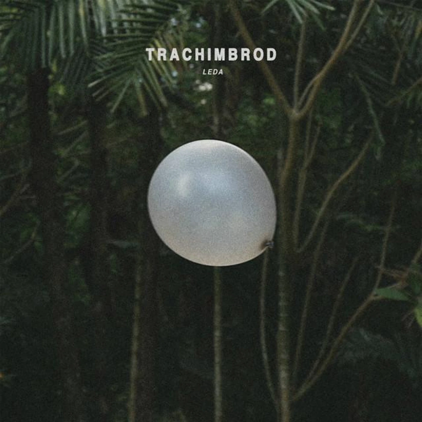 Trachimbrod Brand Page