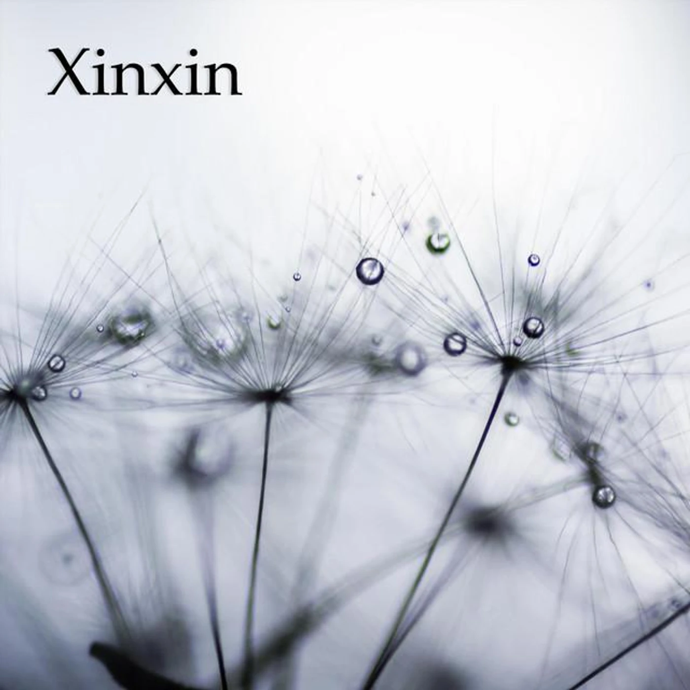 Xin
