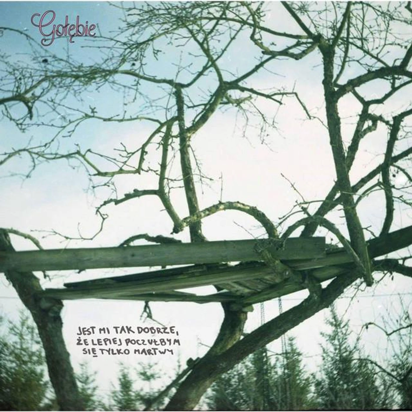 Gołębie Brand Page
